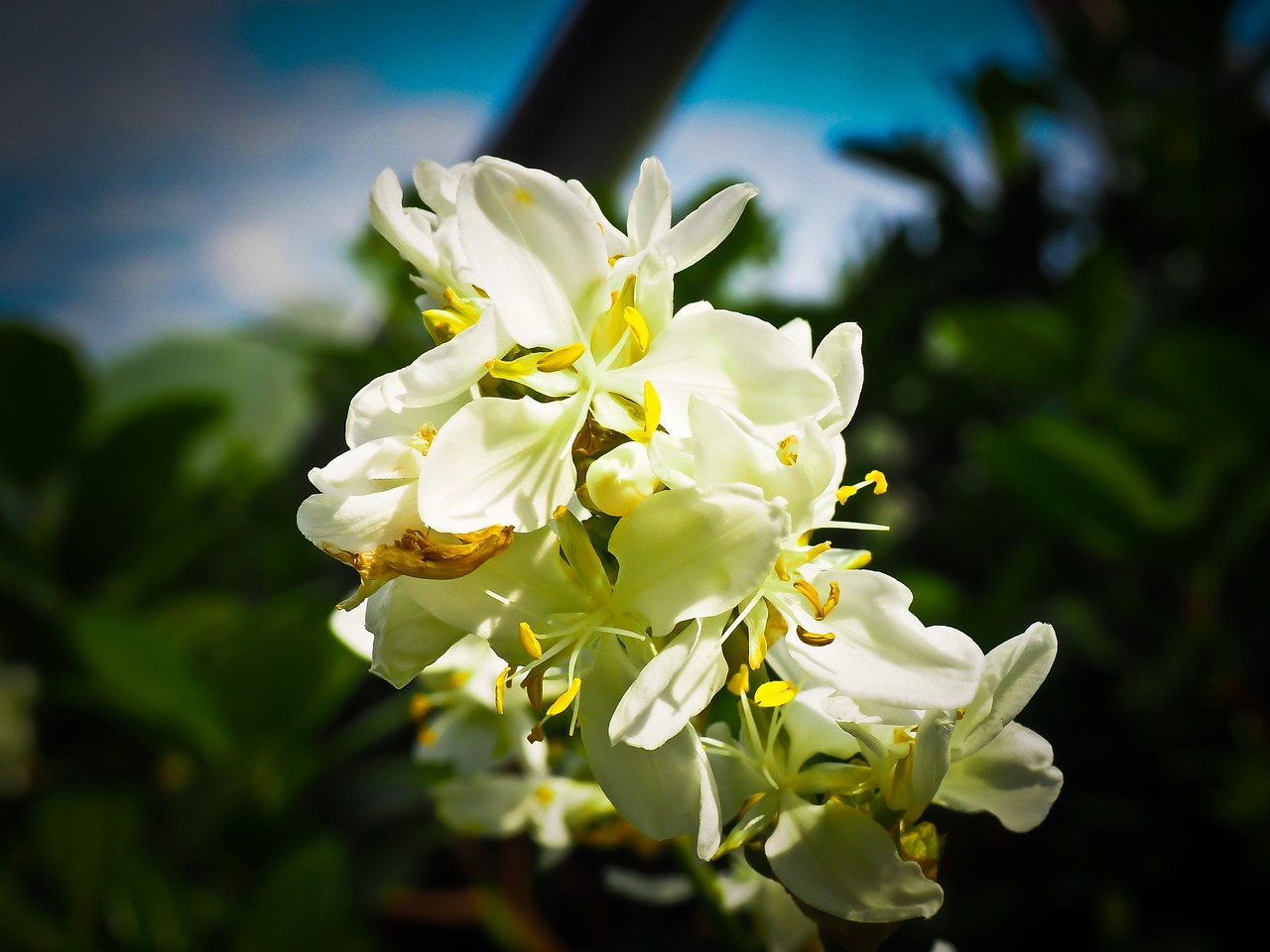 zealand iris iris plant free photo