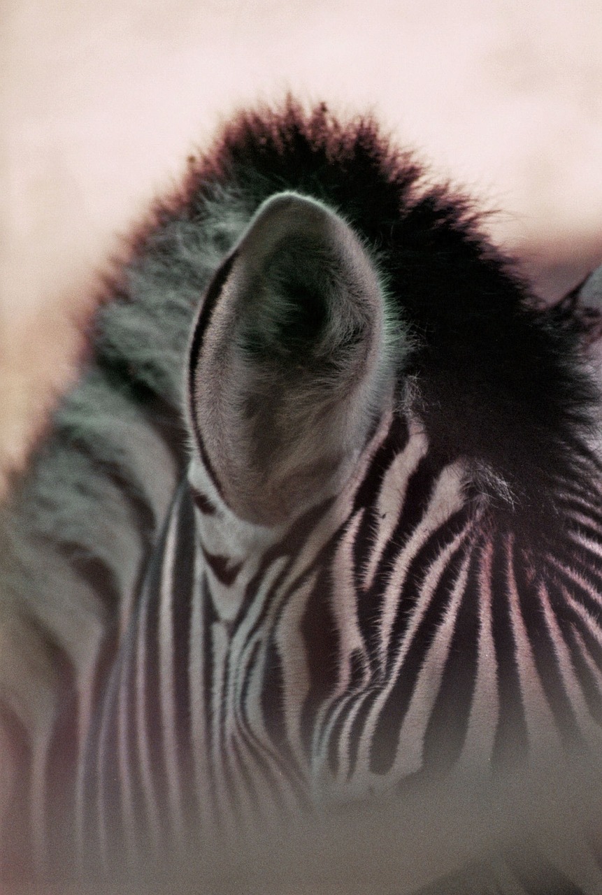 zebra stripes plains zebra free photo