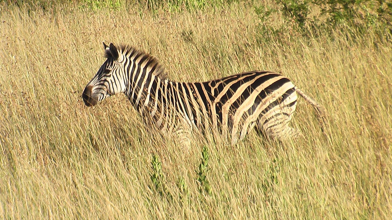 zebra south africa savannah free photo