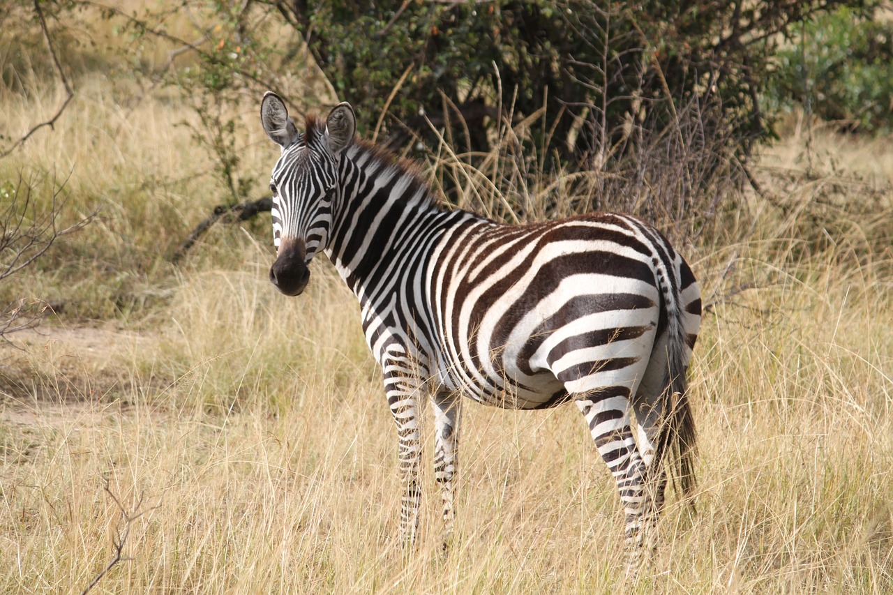 zebra africa safari free photo