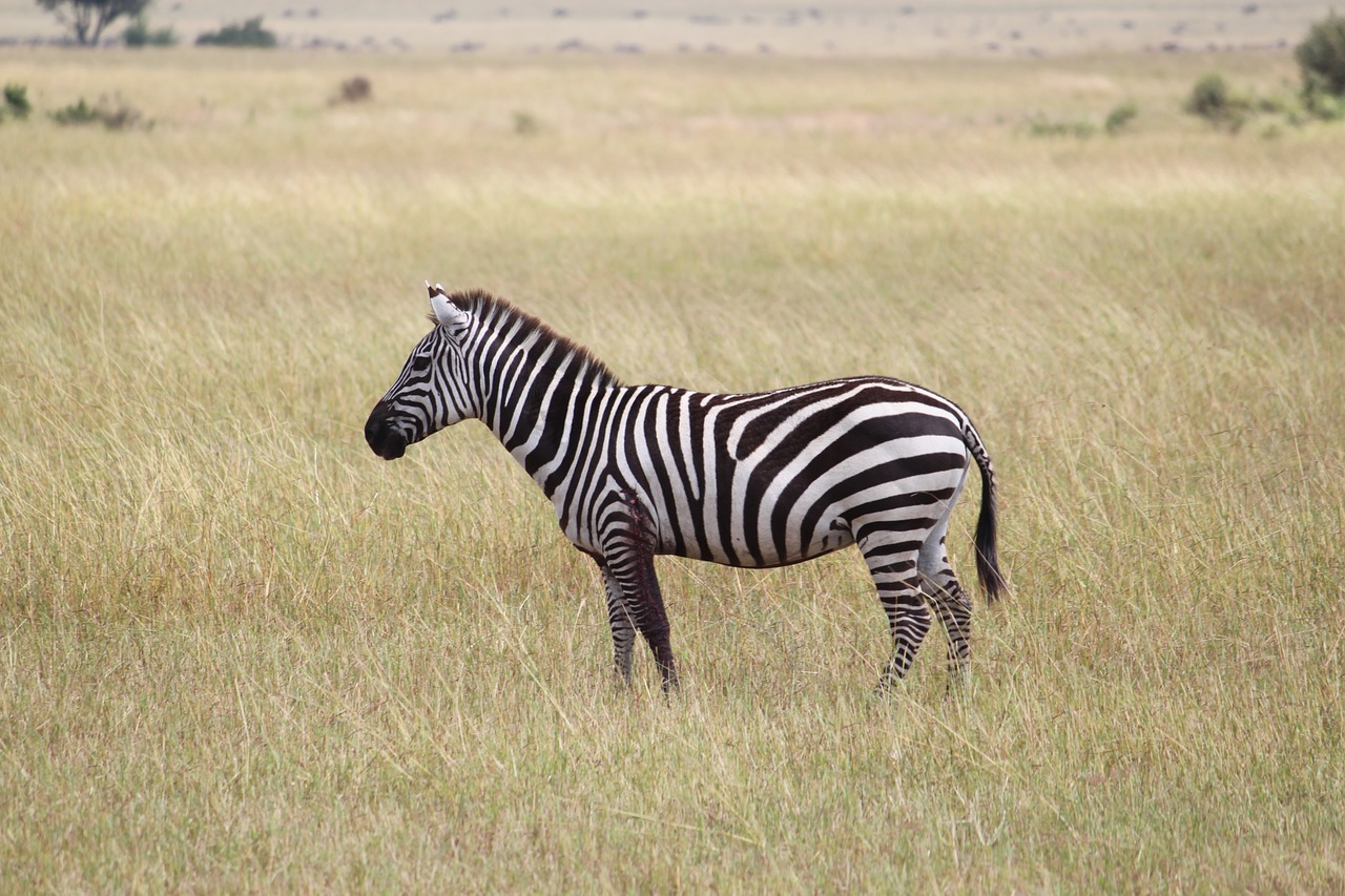 zebra africa serengeti free photo