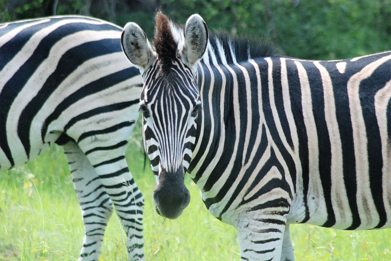 zebra africa safari free photo