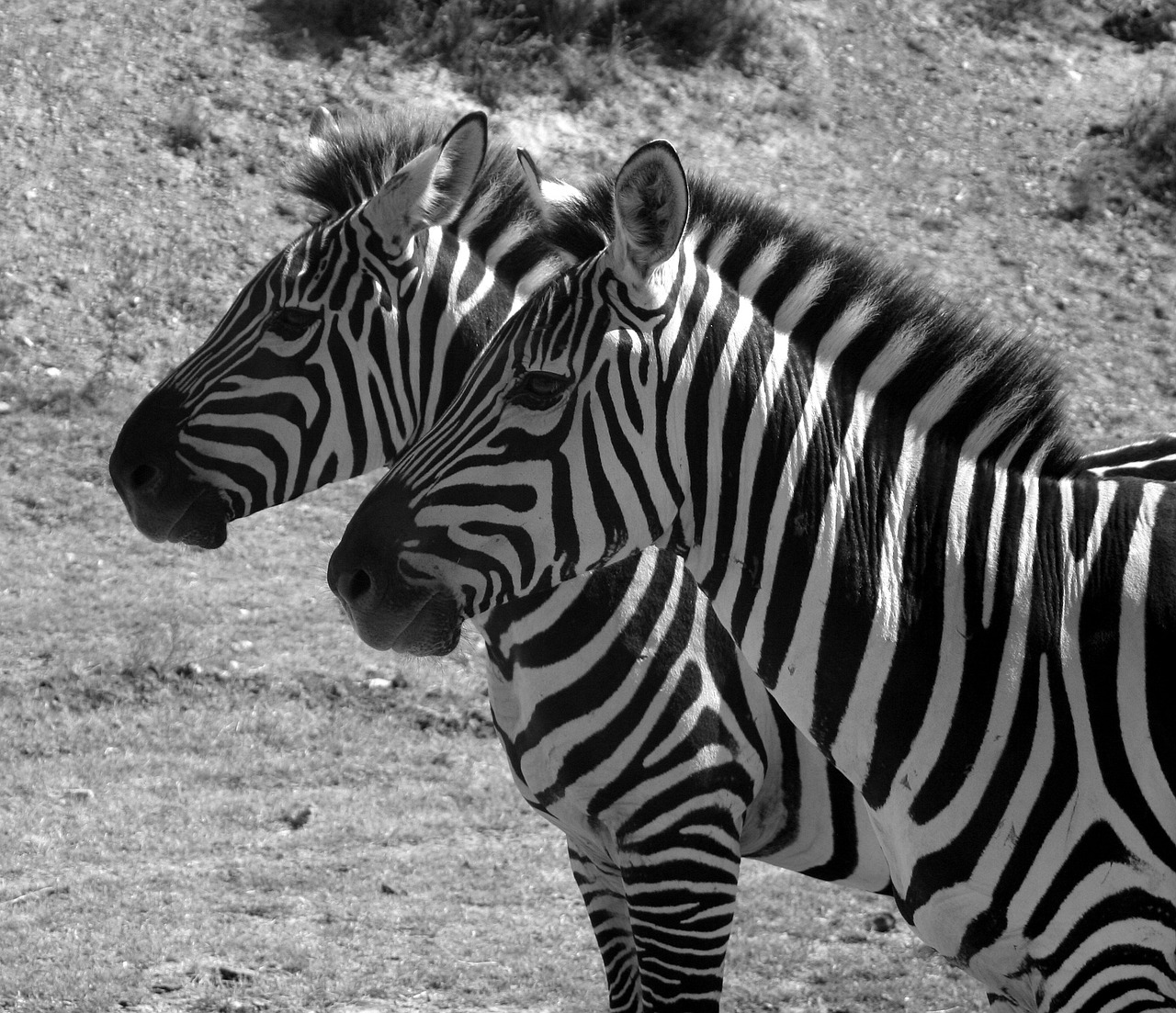 zebra stripes black and white free photo