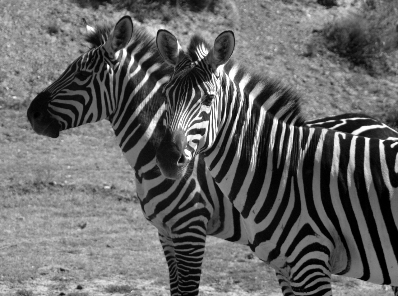 zebras stripes black and white free photo