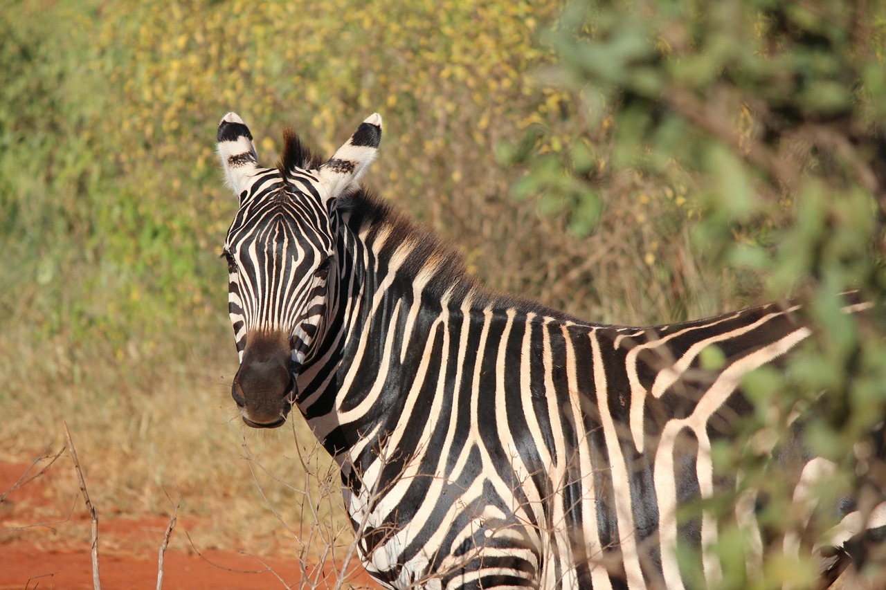 zebra kenya mammal free photo