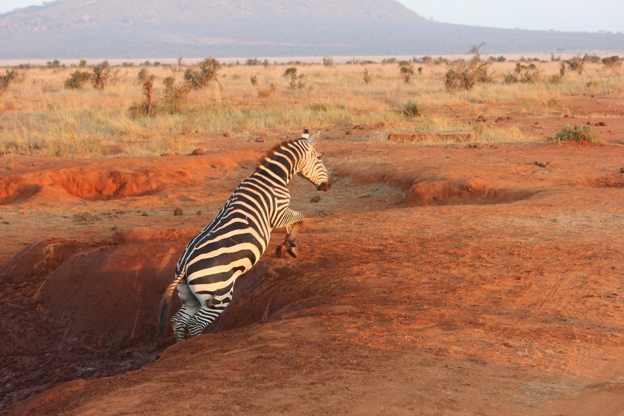 zebra safari tsavo free photo