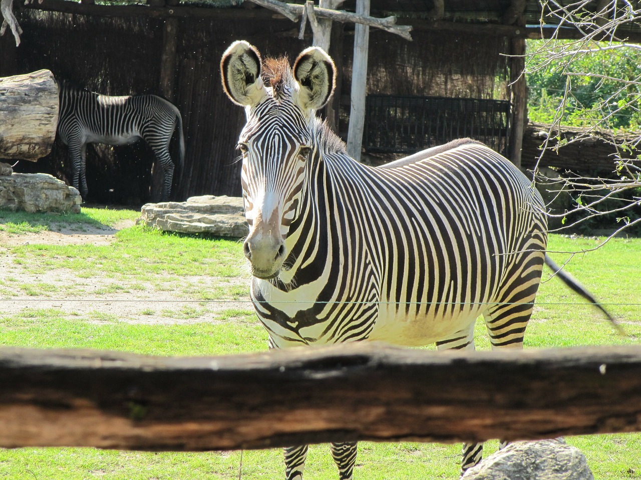 zebra zoo leipzig black and white striped free photo