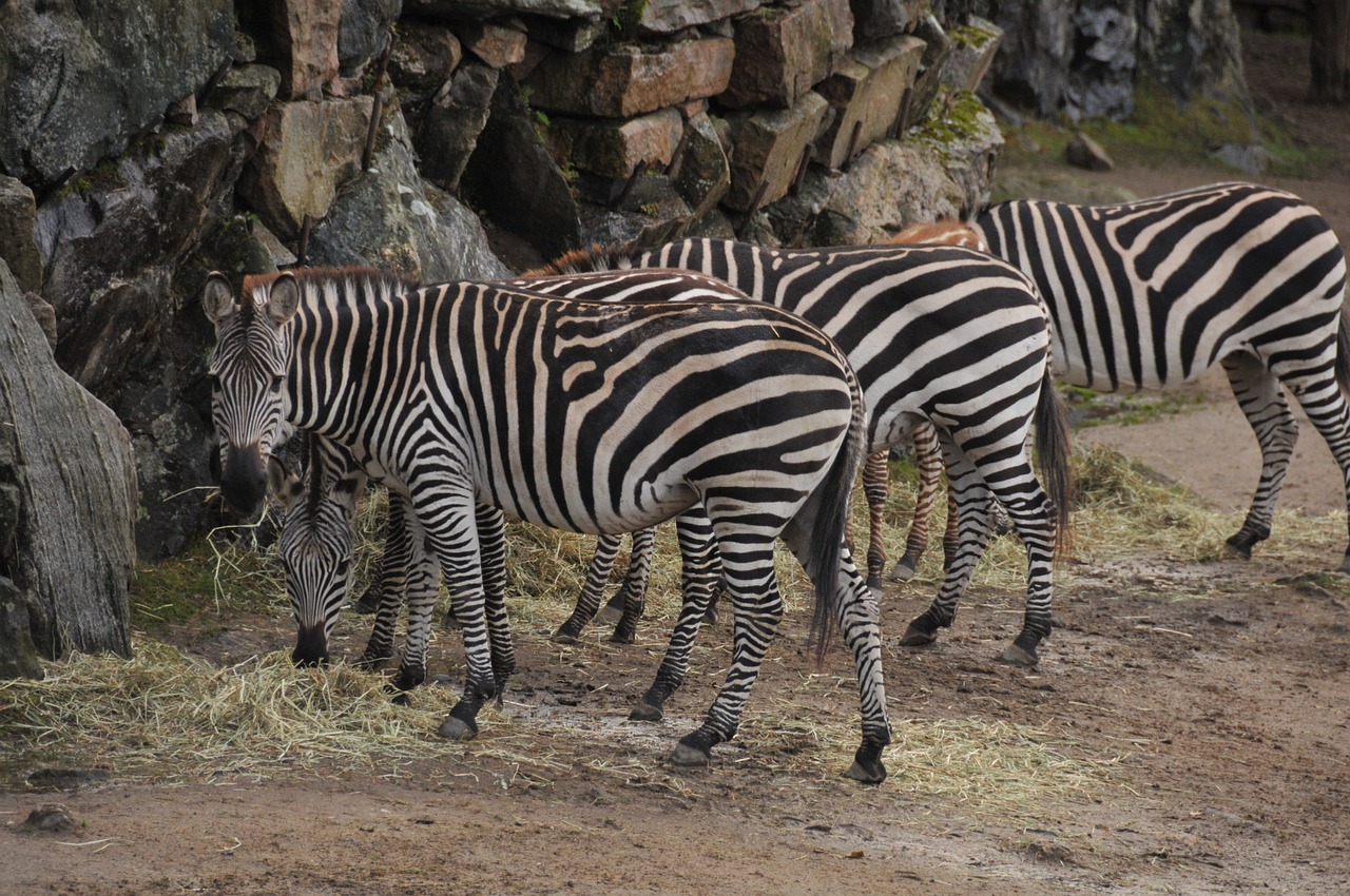 zebra zoo stripes free photo