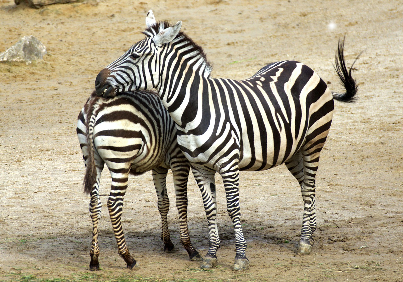 zebra black and white zebra stripes free photo