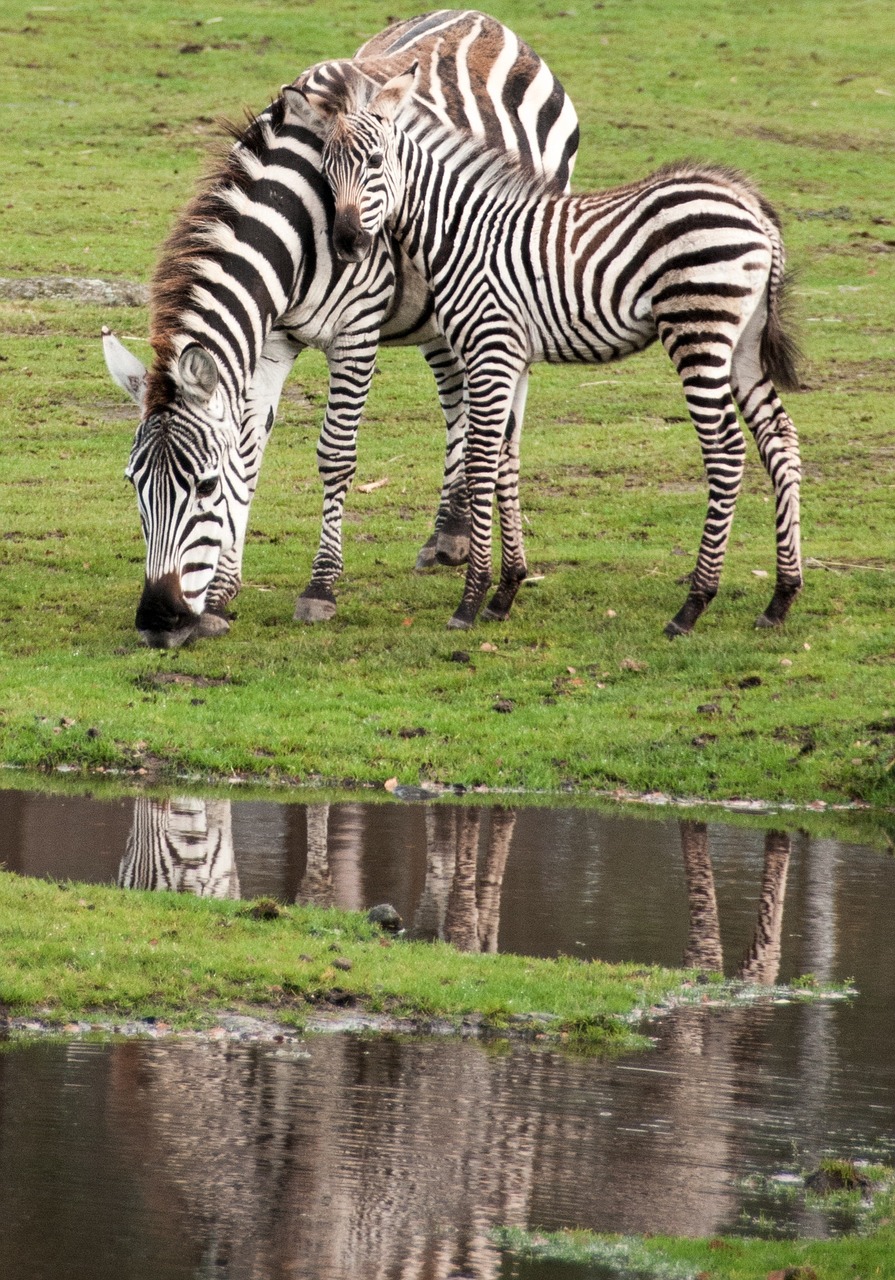 zebra kid mother's love free photo