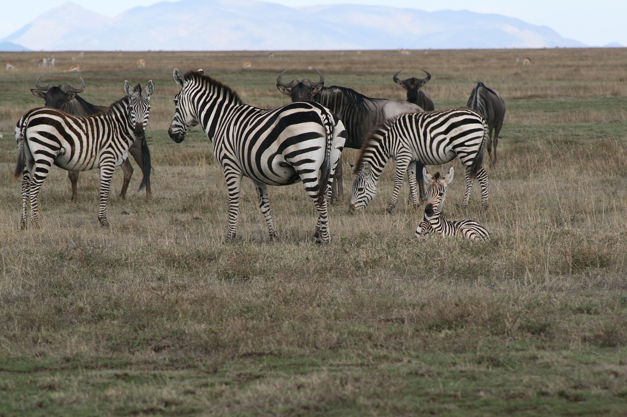 zebra safari wildlife free photo