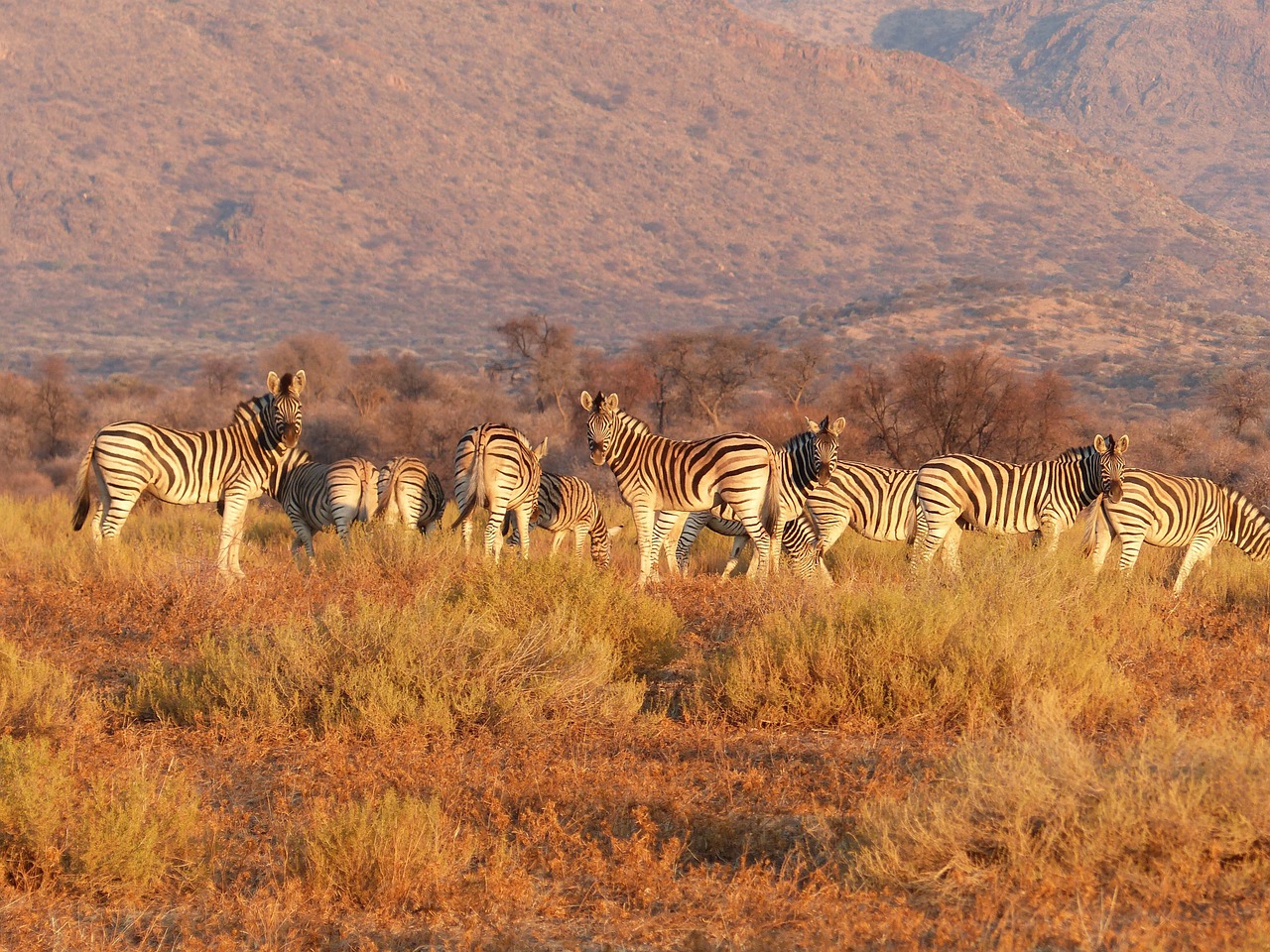 zebra animal herd free photo