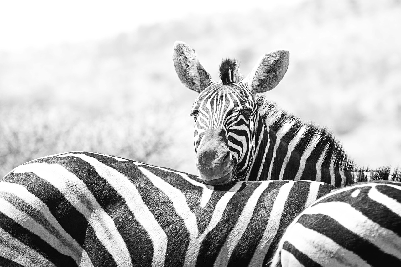 zebra wildlife africa free photo