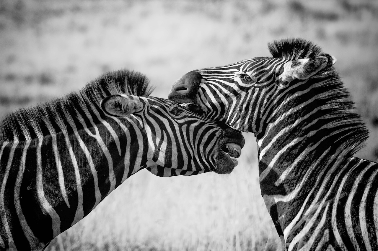zebra wildlife africa free photo