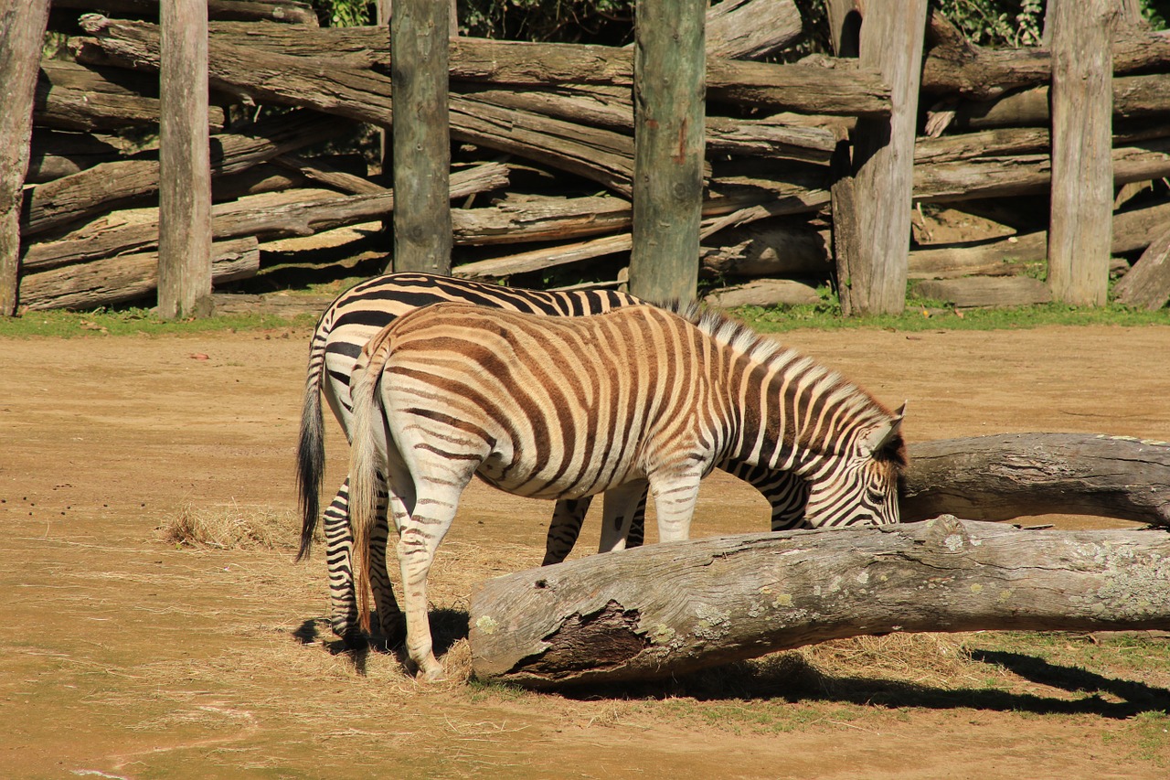 zebra stripes black-and-white free photo