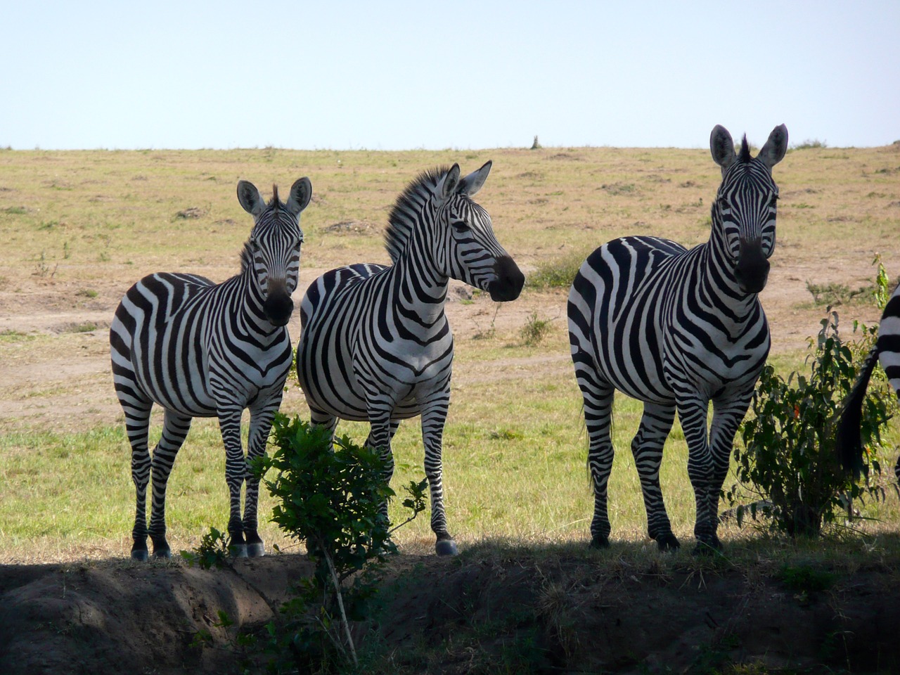 zebra kenya wildlife free photo