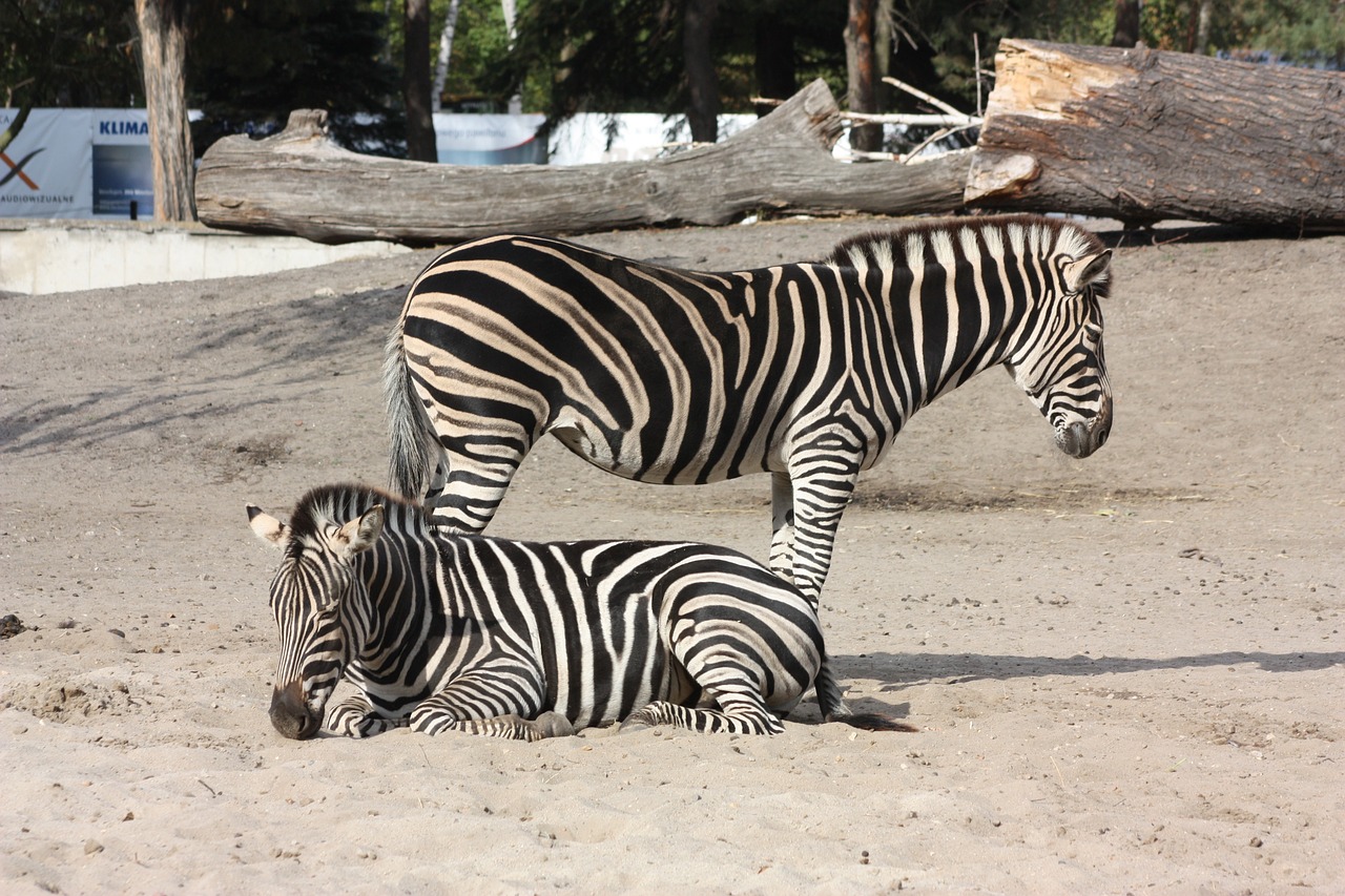 zebra zoo wroclaw free photo