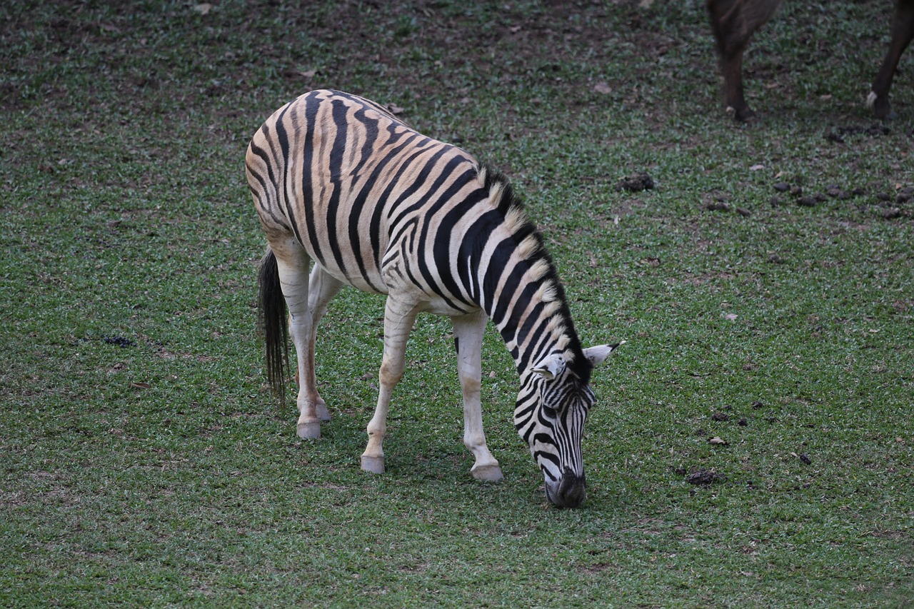 zebra animal striped free photo