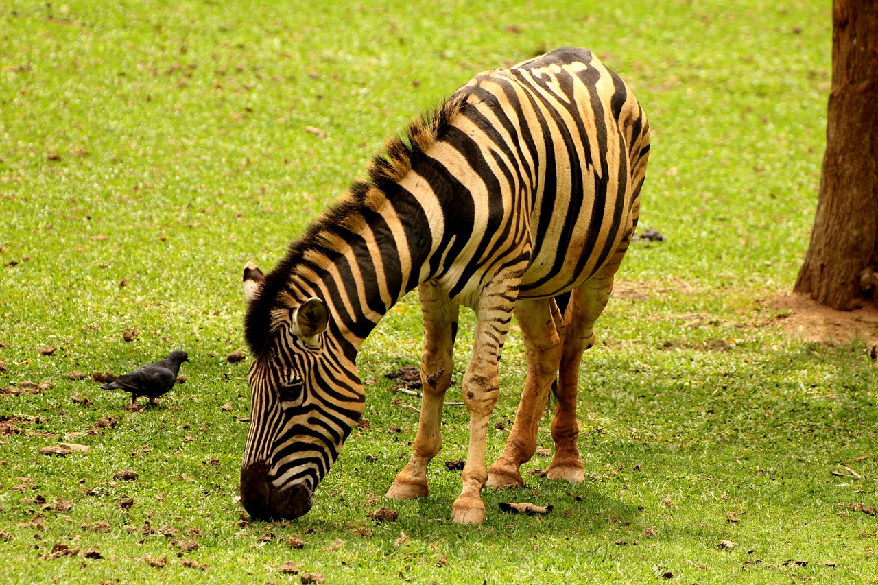 zebra animal striped free photo