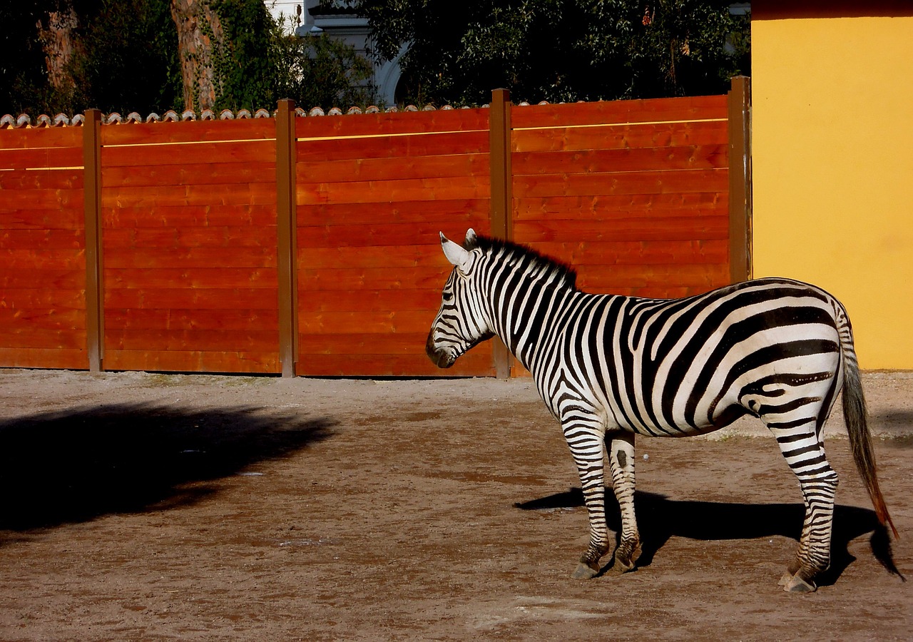 zebra animal zoo free photo