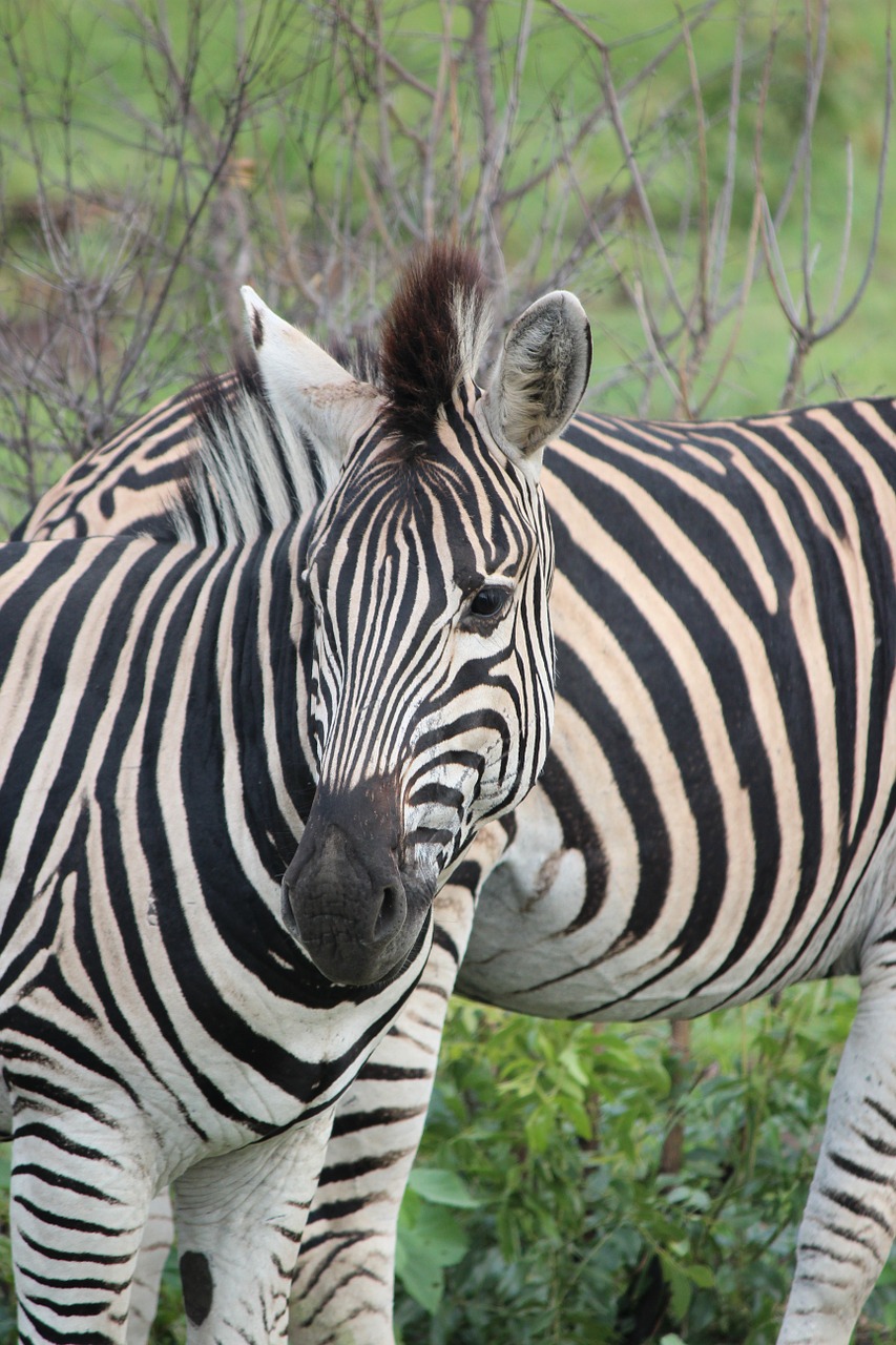 zebra wildlife stripes free photo