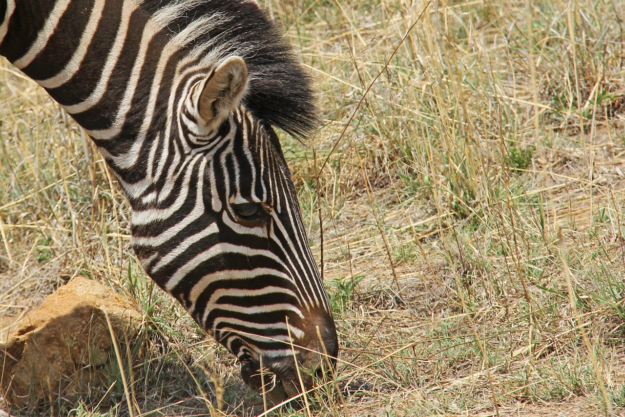 zebra exciting adventure free photo
