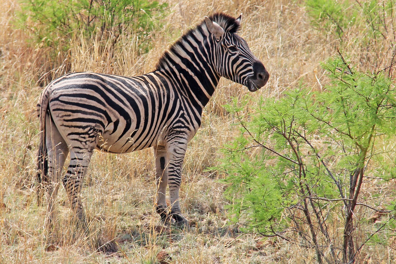 zebra exciting adventure free photo