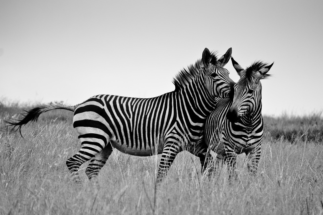 zebra africa safari free photo