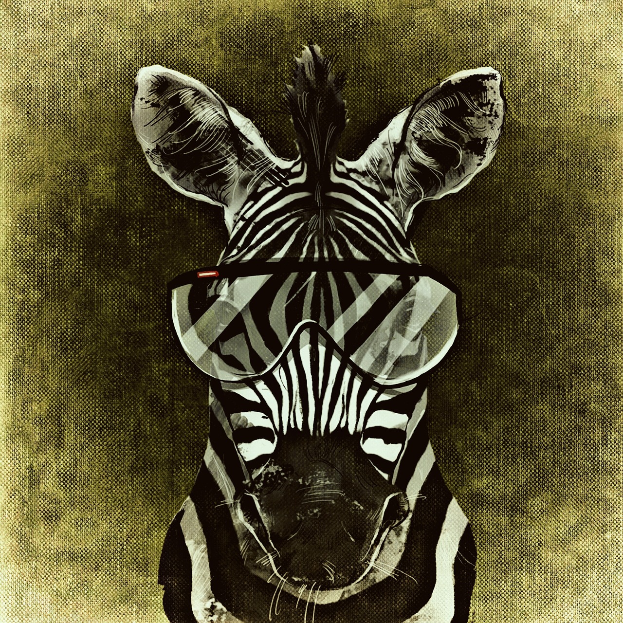 zebra cool abstract free photo
