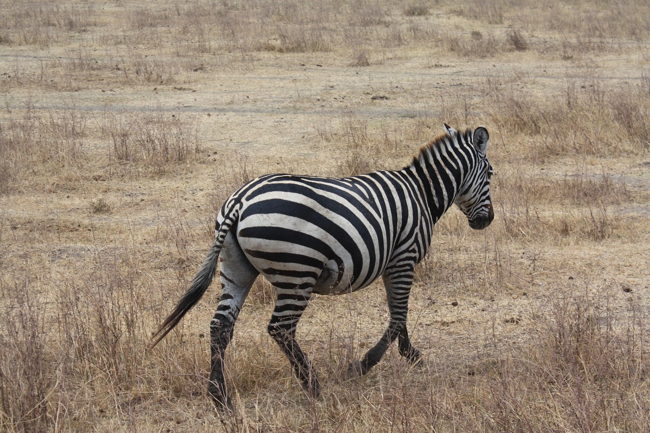 zebra safari tanzania free photo