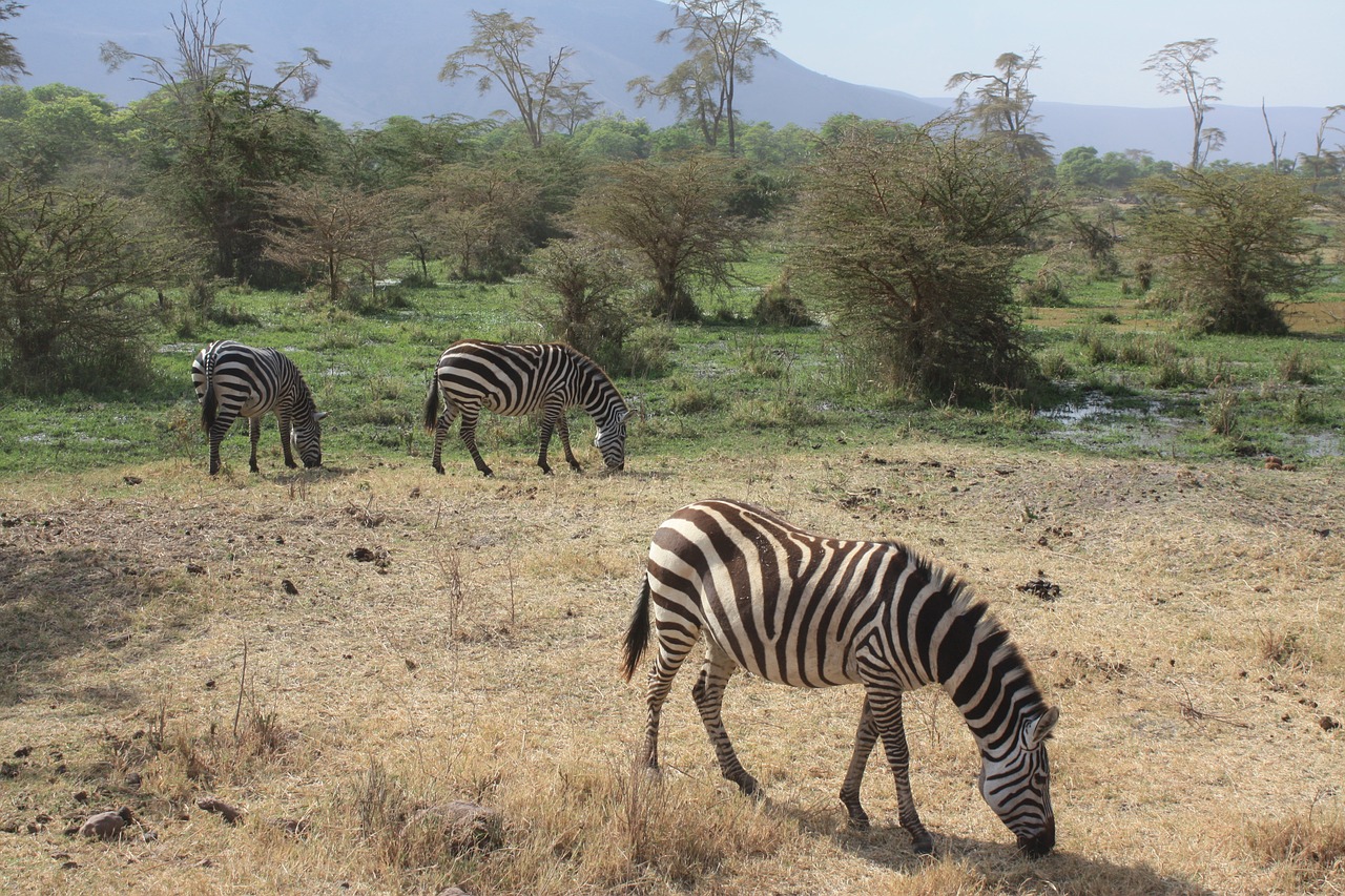 zebra safari tanzania free photo