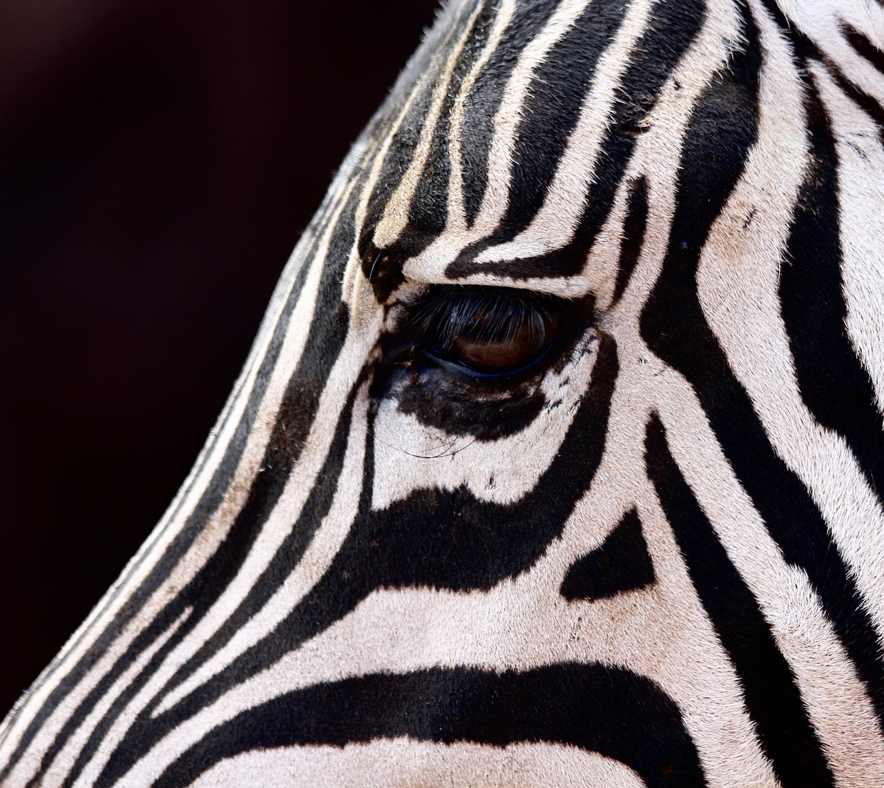 zebra eye saad stripes free photo