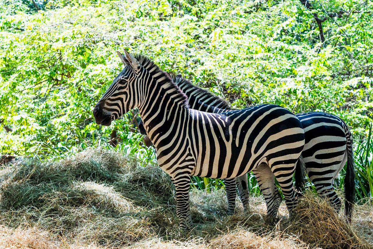 zebra stripes animals free photo