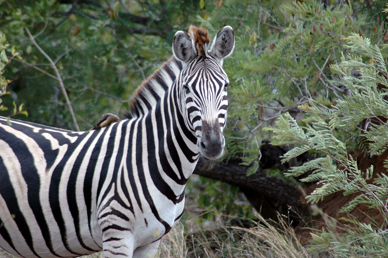 zebra kruger national park south africa free photo