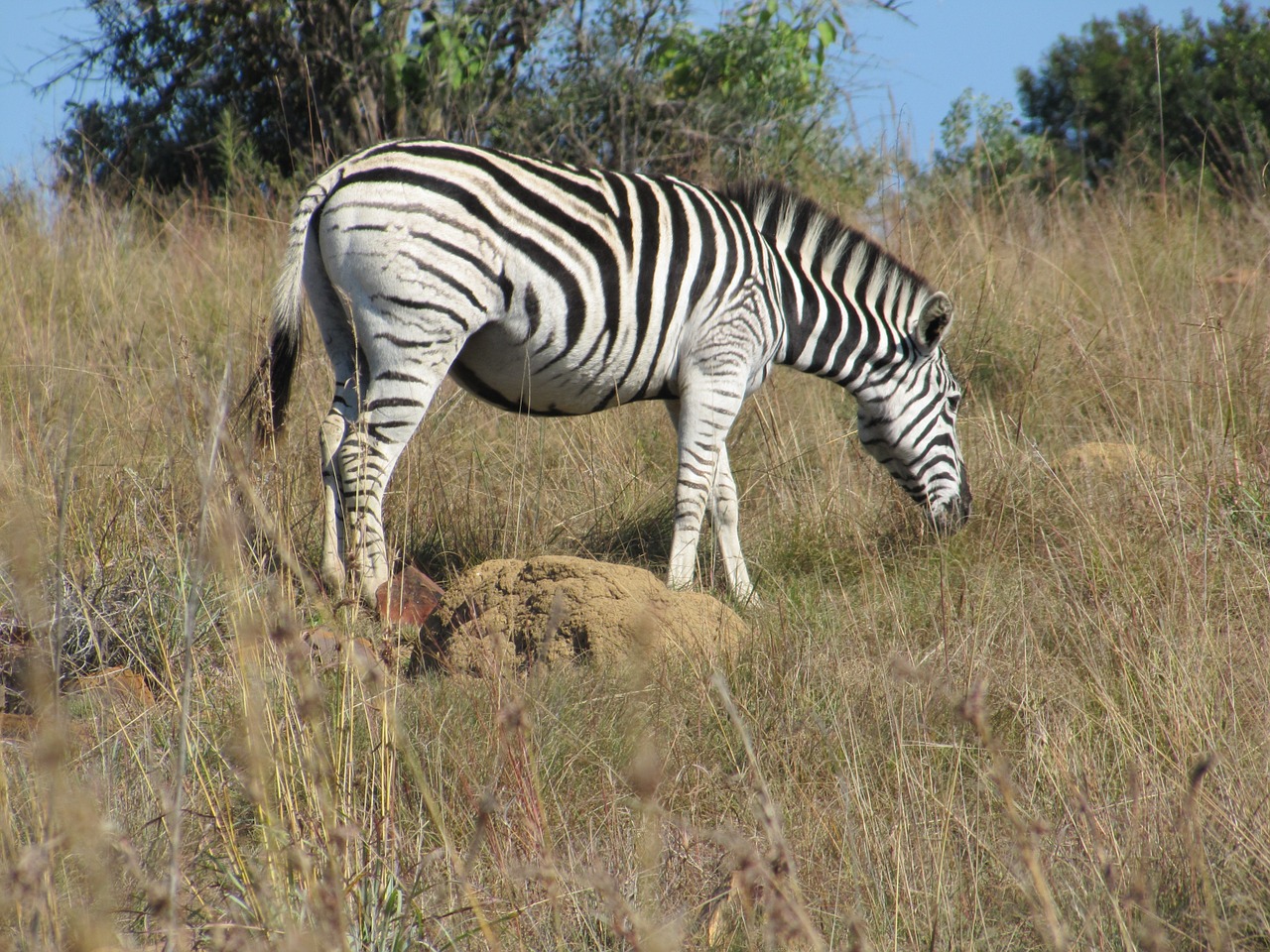 zebra animal bush free photo