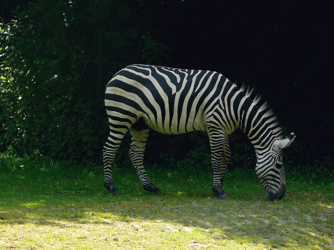 zebra africa safari free photo