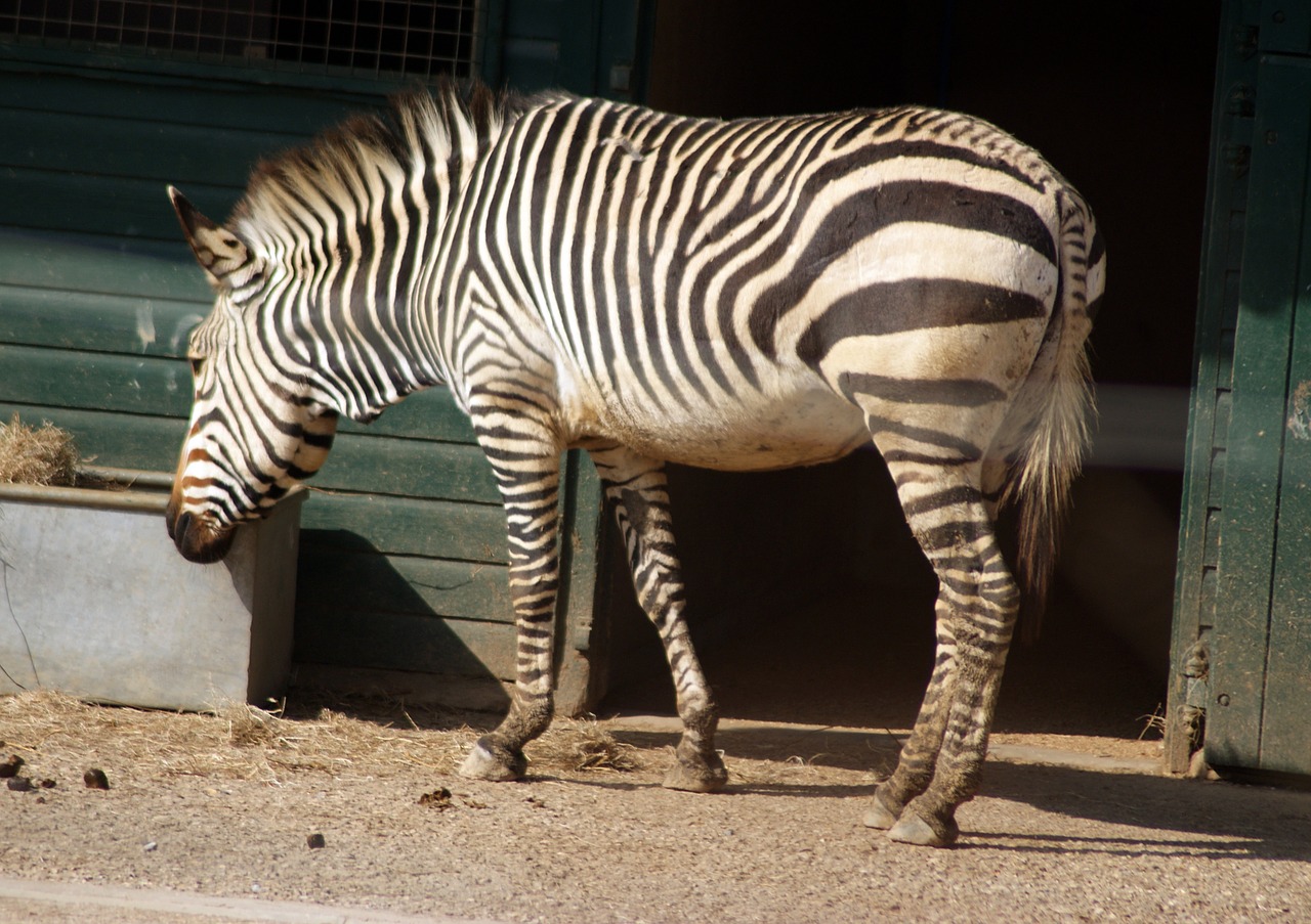 zebra animal africa free photo