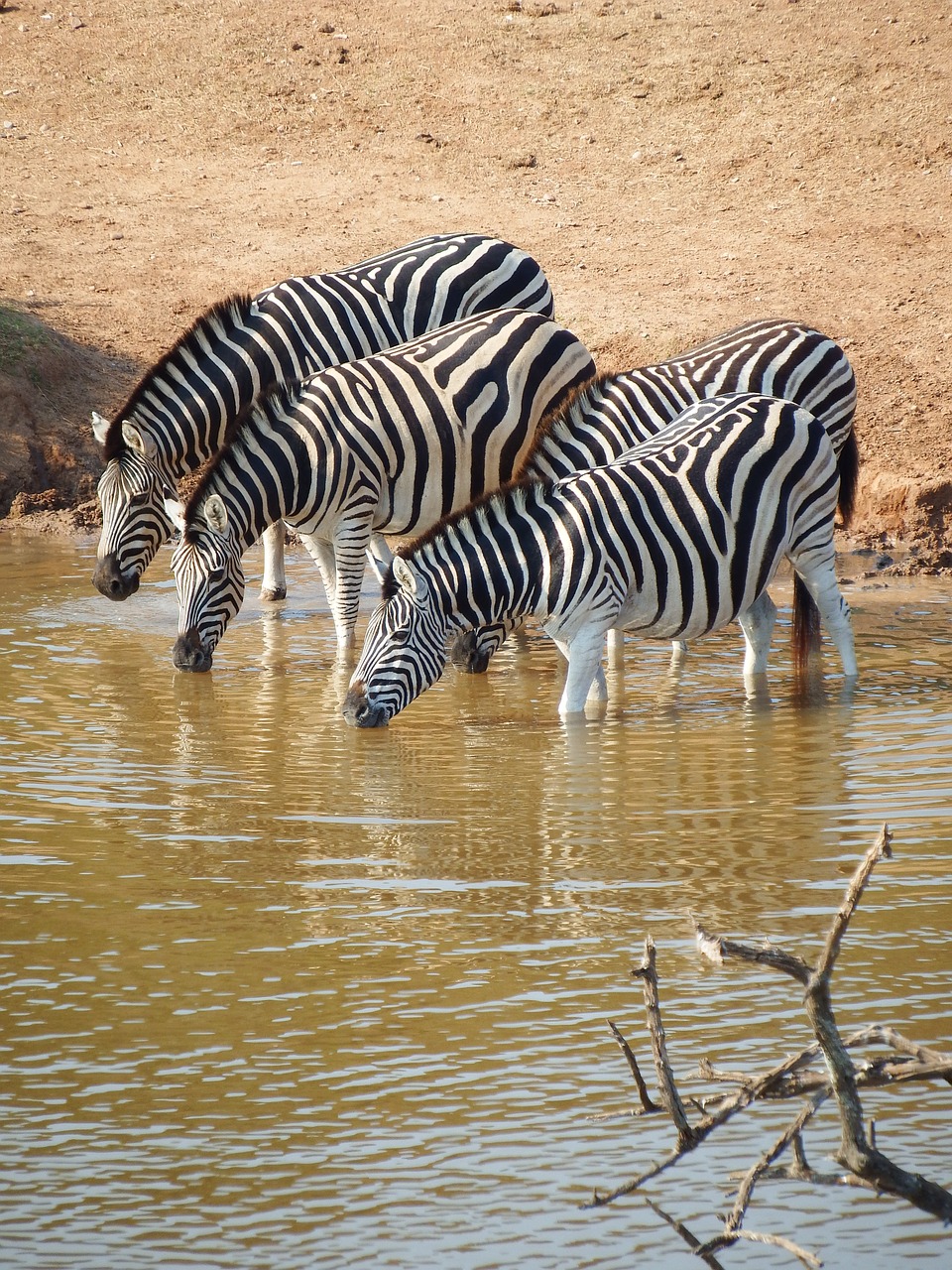 zebra addo elephant park south africa free photo