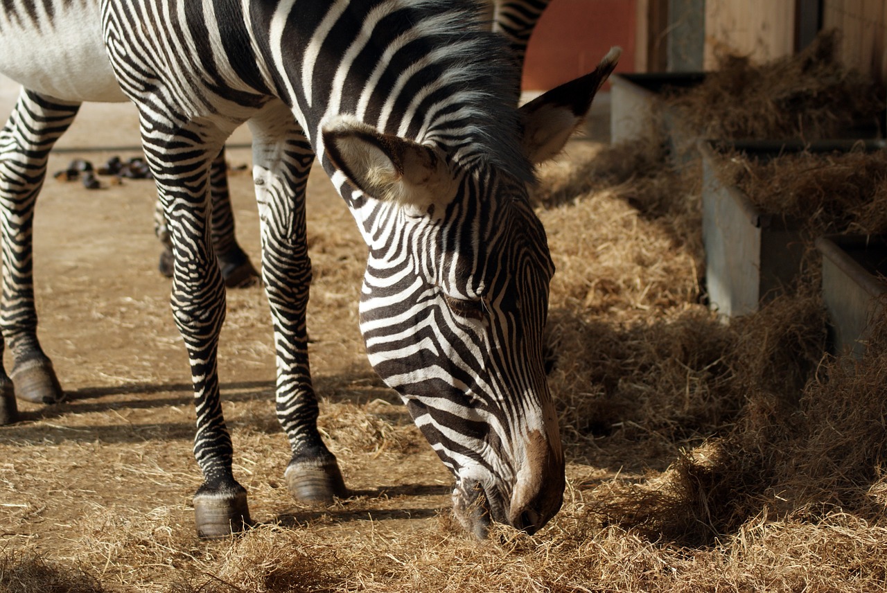 zebra zoo nature free photo