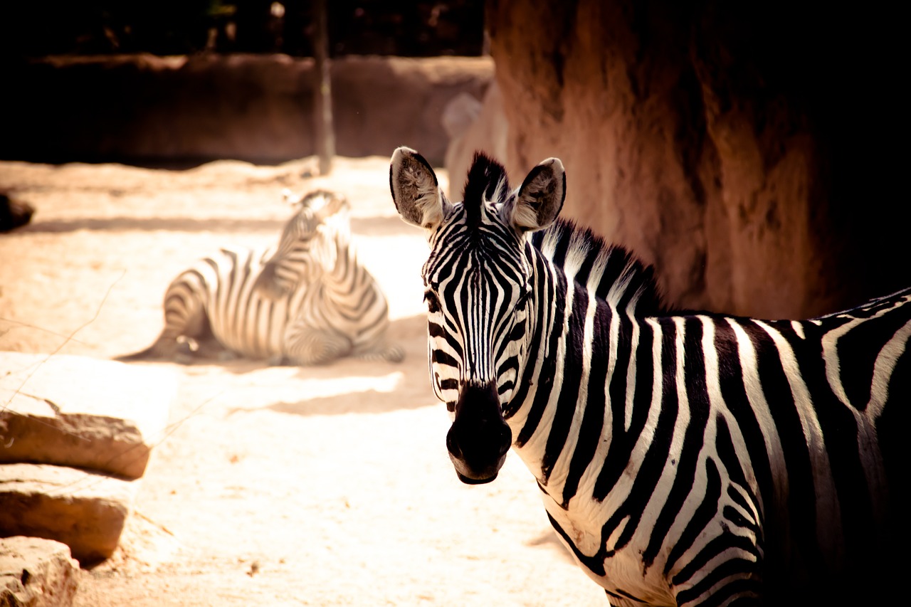 zebra animal stripes free photo