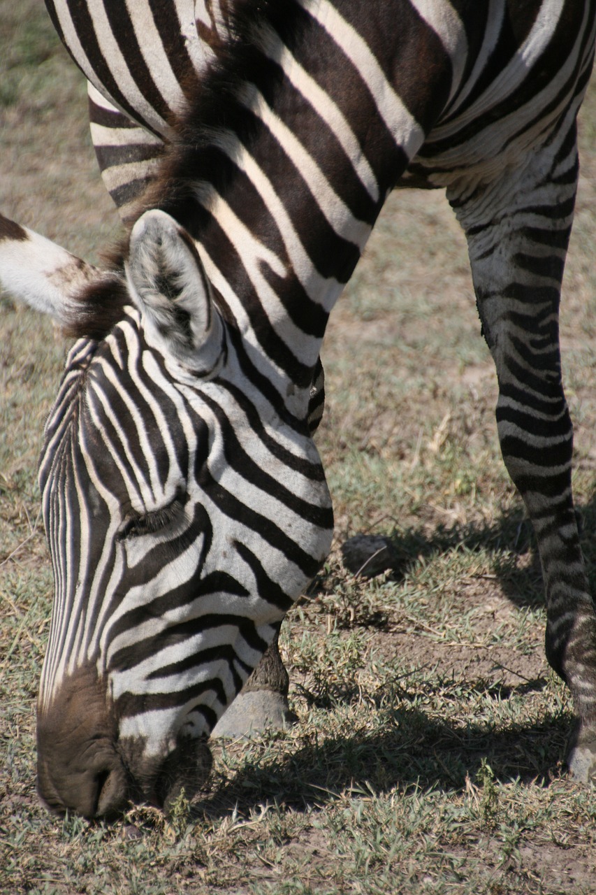 zebra tanzania africa free photo