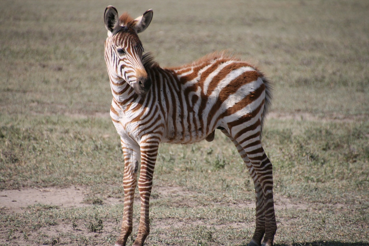 zebra zebron africa free photo