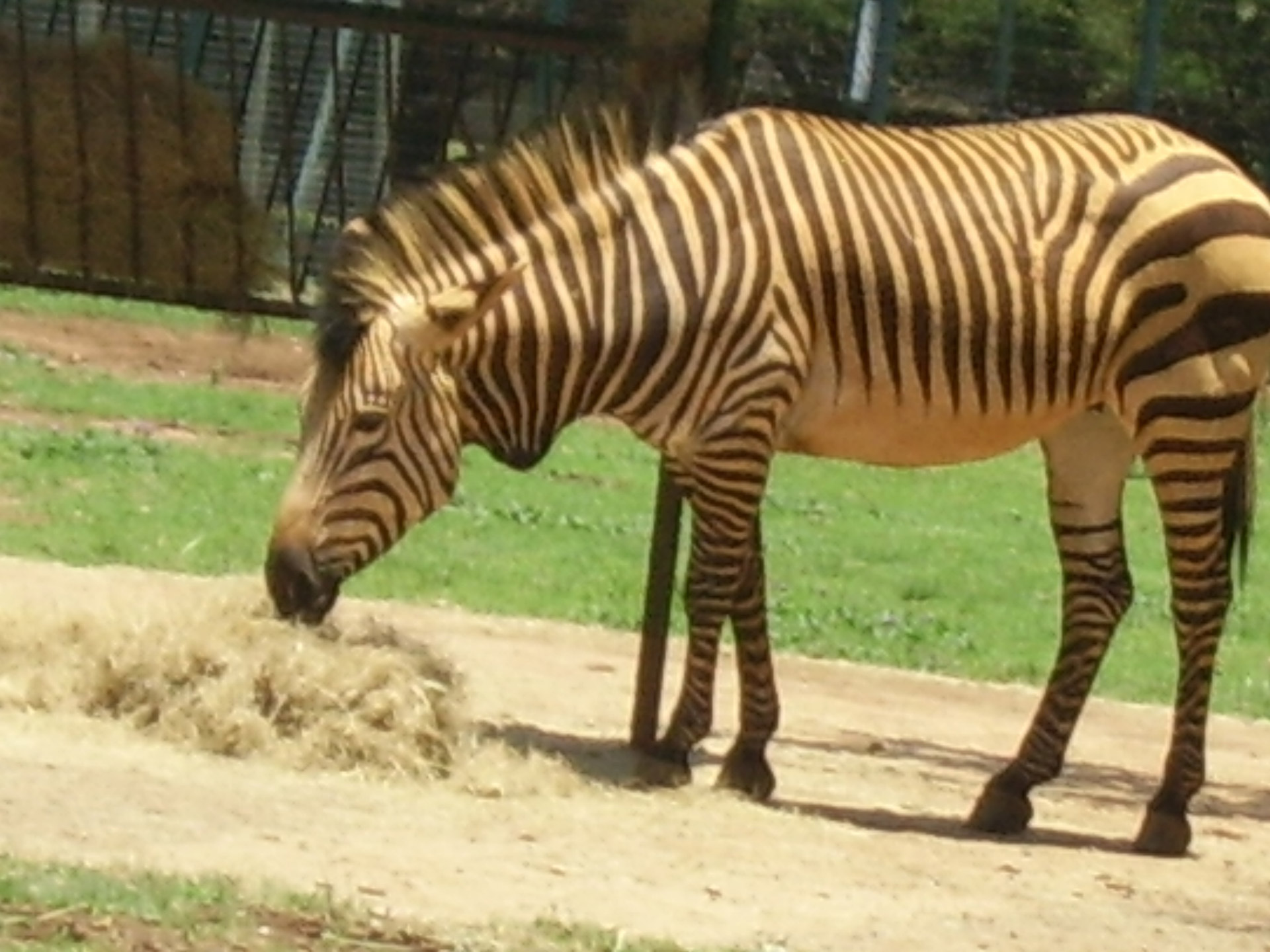 zebra zoo african animal free photo