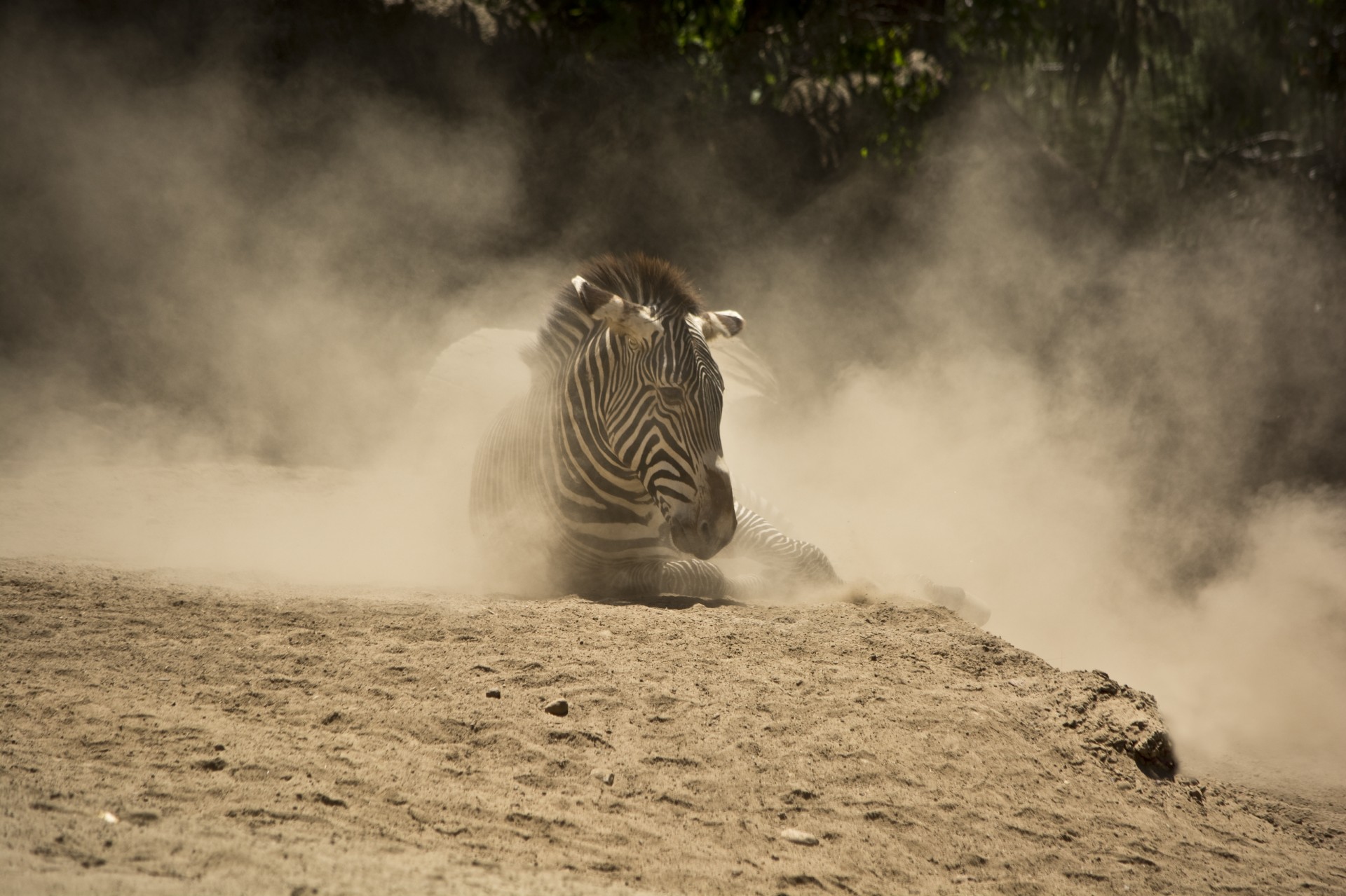 zebra animal nature free photo