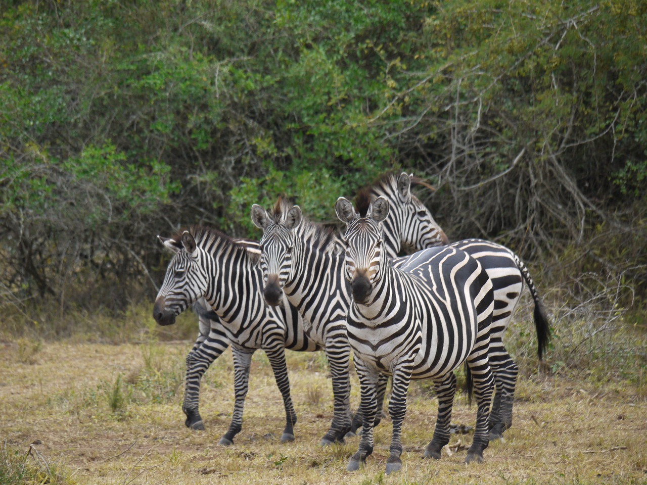 zebra uganda africa free photo