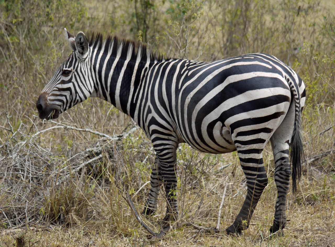 zebra africa uganda free photo