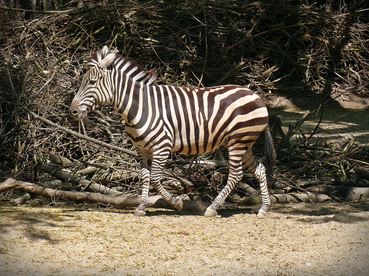 zebra wild horse striped free photo