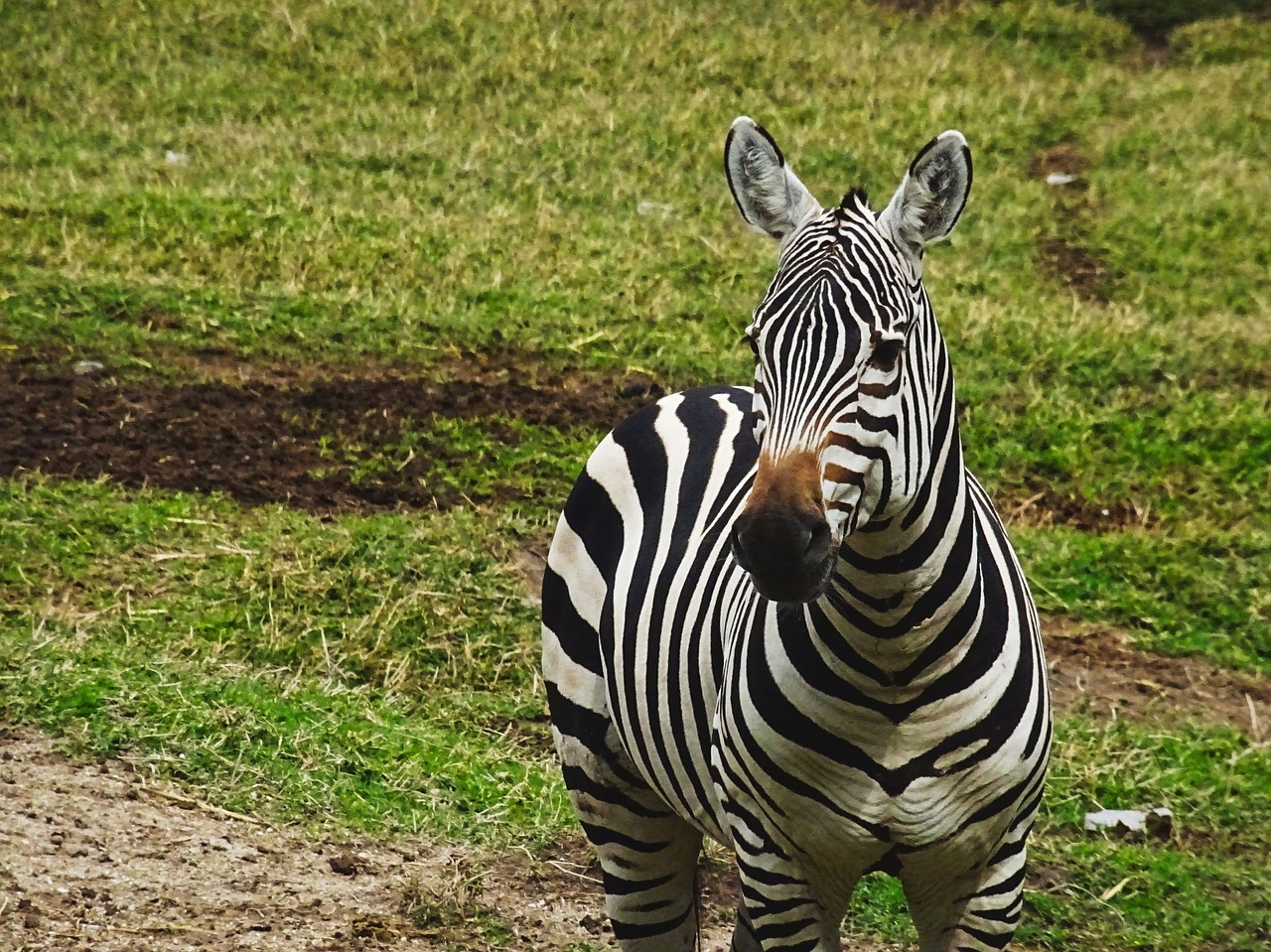 zebra animal zoo free photo