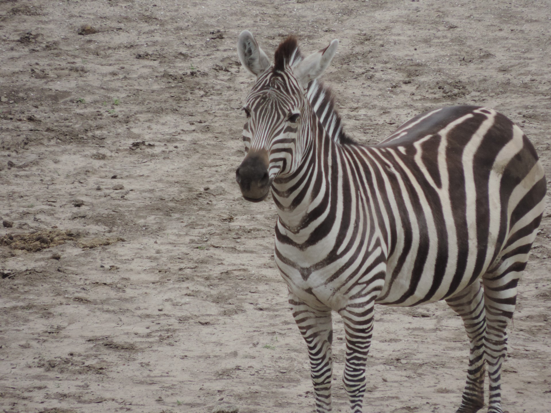 zebra stripe striper free photo