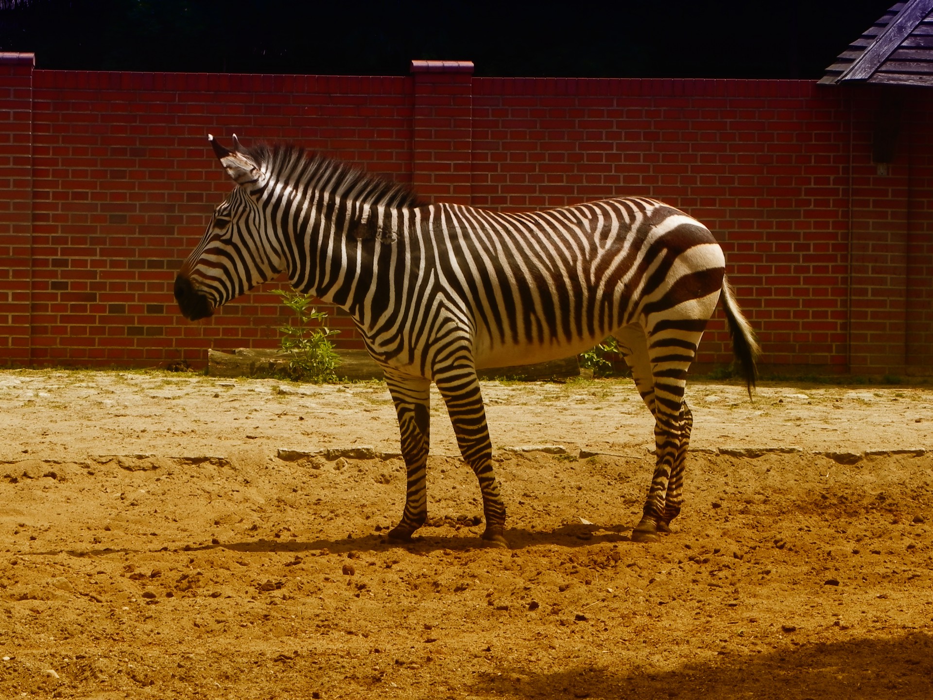 zebra animal zebra free photo